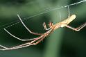 Tetragnatha_montana_D3738_Z_87_Vinkenveense plassen_Nederland